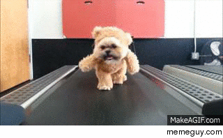 Just a dog dressed as a bear on a treadmill