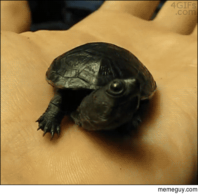 Just a tiny black turtle yawning
