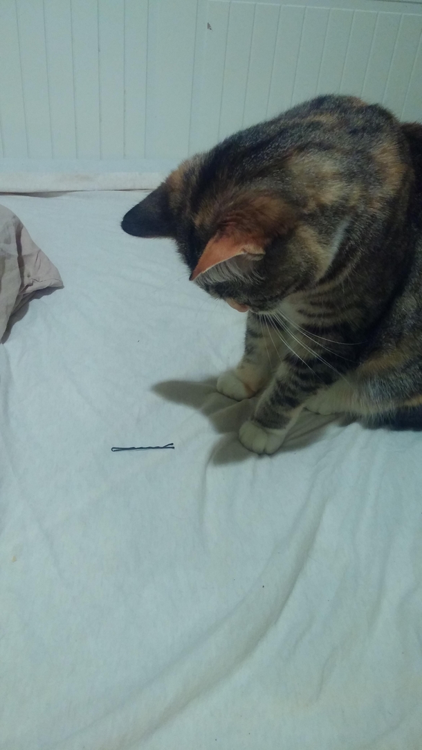 Just started dating a girl after being single for a long time My cat was transfixed by the first sight of a bobby pin