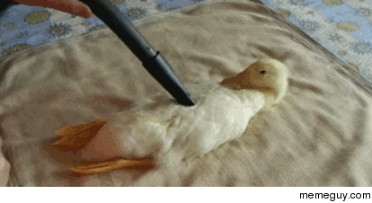 Just vacuuming a duck