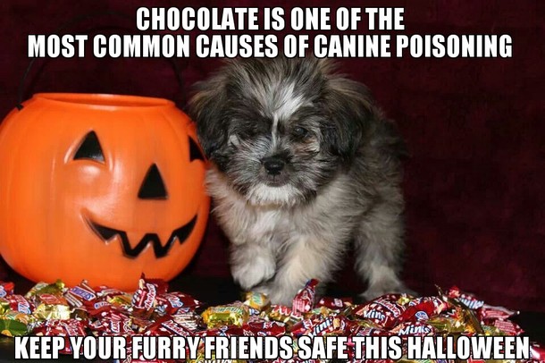 Keep your critters away from the chocolate tonight