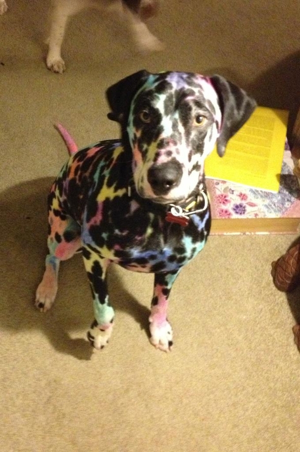 Kids sharpies and a Dalmatian makes for interesting times