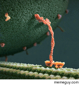 Kinesin casually walking on microtubule