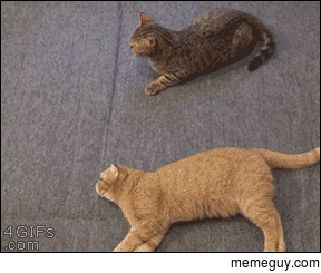 Lazy cat steps in to break up a fight
