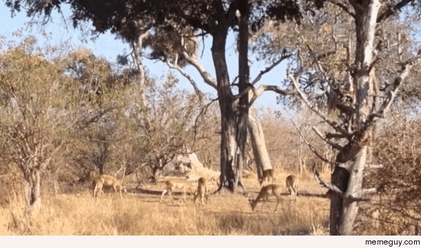 Leopard Dive Bombs an Impala From an Incredible Height