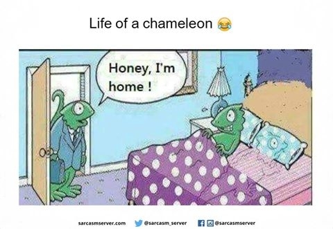 Life of chameleon D