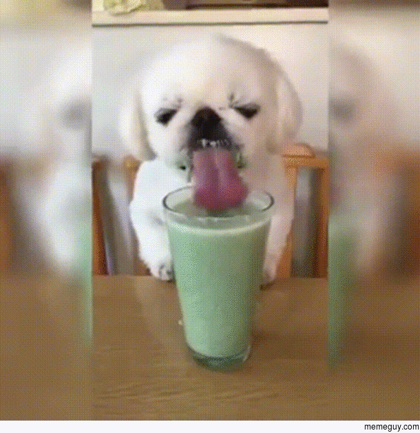 Little Dog Eating A Smoothie