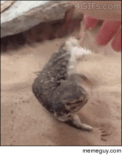 Lizard getting a belly rub