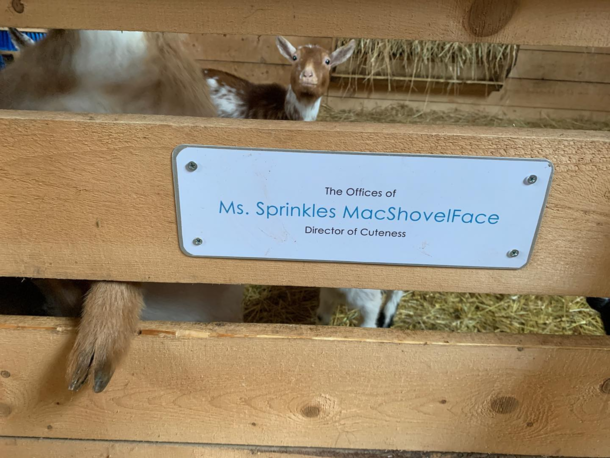 Local farm let the kids vote on the name of a goat 
