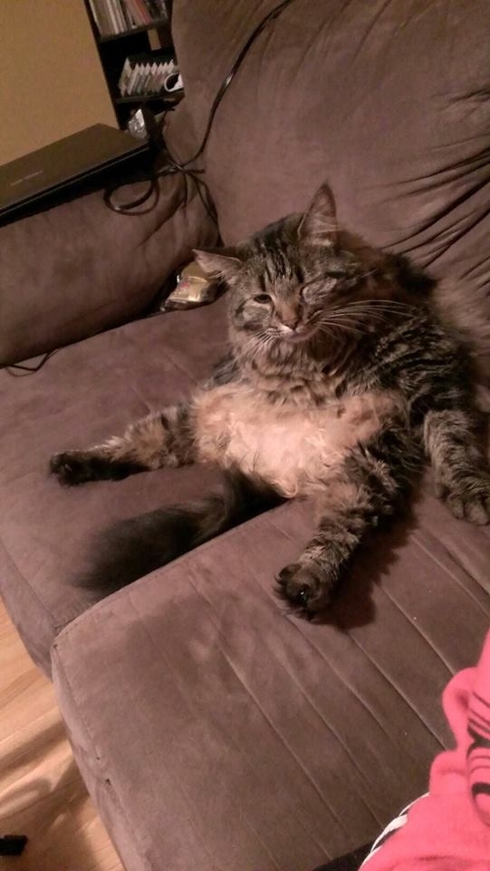 Look at my fat ass cat sitting on my sofa like a human winking Look at it