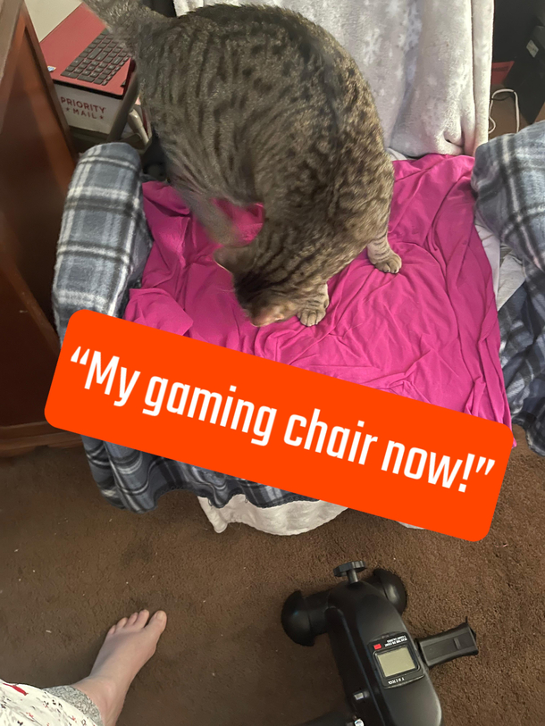 Lux cat kicked me off my gaming chair