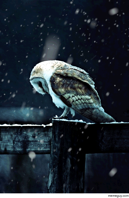 Majestic Barn Owl in the snow