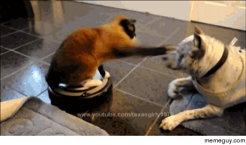 http://memeguy.com/photos/images/make-room-for-roomba-cat-124959.gif