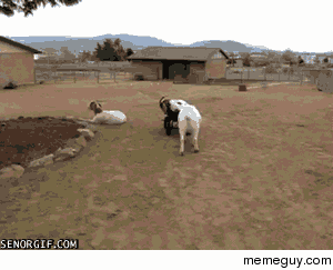 Malicious goat