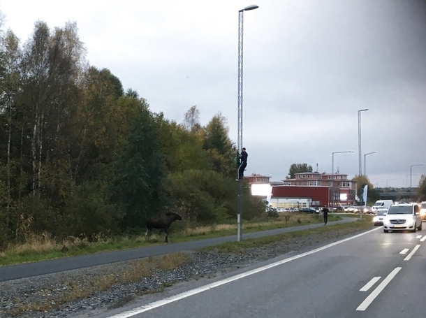 Man chased up a lightpost by an angry moose