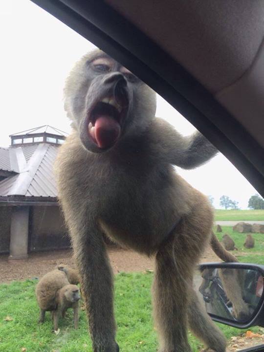 Miley Cyrus spotted at a Safari Park
