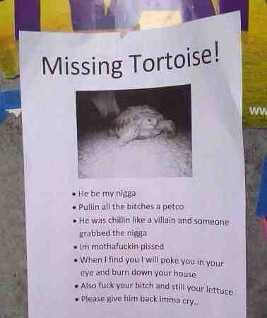 Missing Turtle