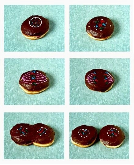 Mitosis Explained Through Donuts