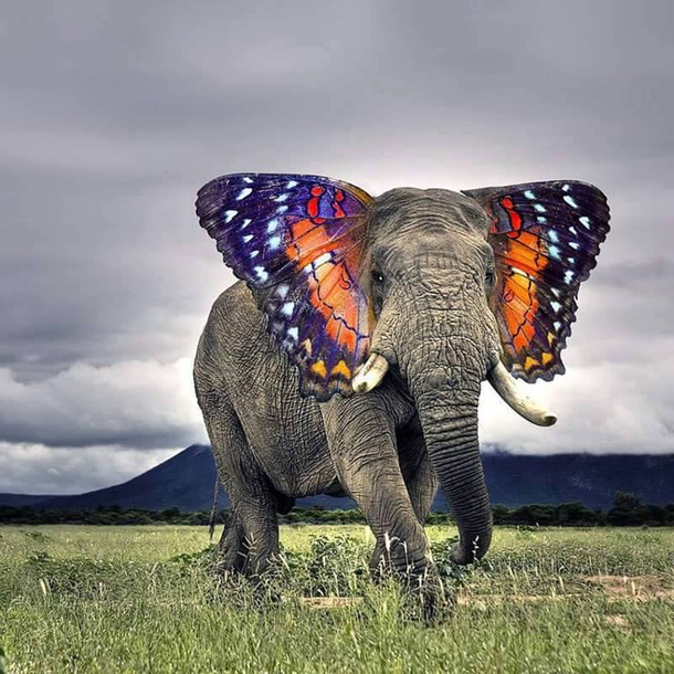 Monarch Elephant