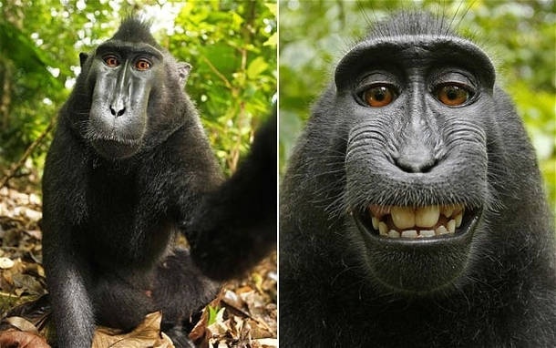 Monkey steals camera from photographer to snap himself a selfie Gets uploaded to Wikipedia Photographer sues Wikipedia to remove it Wikipedia refuses to delete photo as monkey owns it