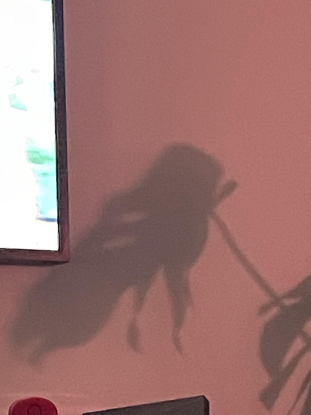 Monstera leaf shadow looks like a frog in a cape flying away