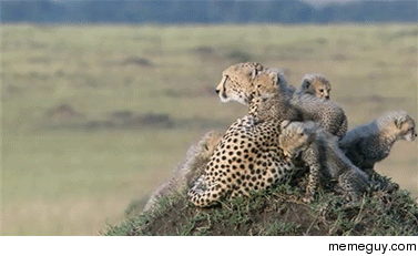 Mother and her cubs