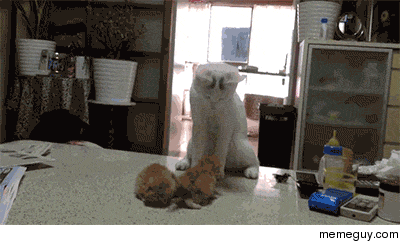 Mother cat gives her kittens lessons on fighting