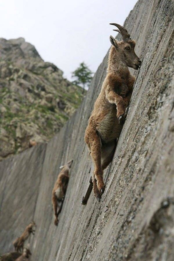 Mountain goats demonstrating their extraordinary aptitude for climbing as they lick salt from this wall of limestone