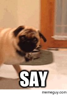 MRW I hear someone say Pugs are ugly