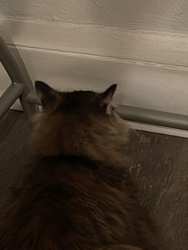 My blind cat still enjoys looking at the window