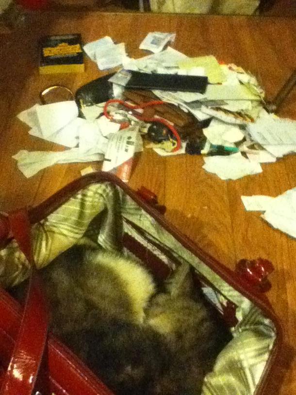 My cat decided to clear out my gfs purse and sleep in it