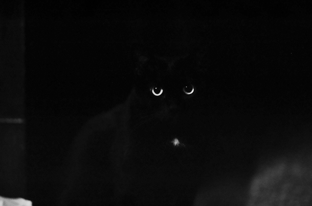 My cat is so black my camera cant properly meter him