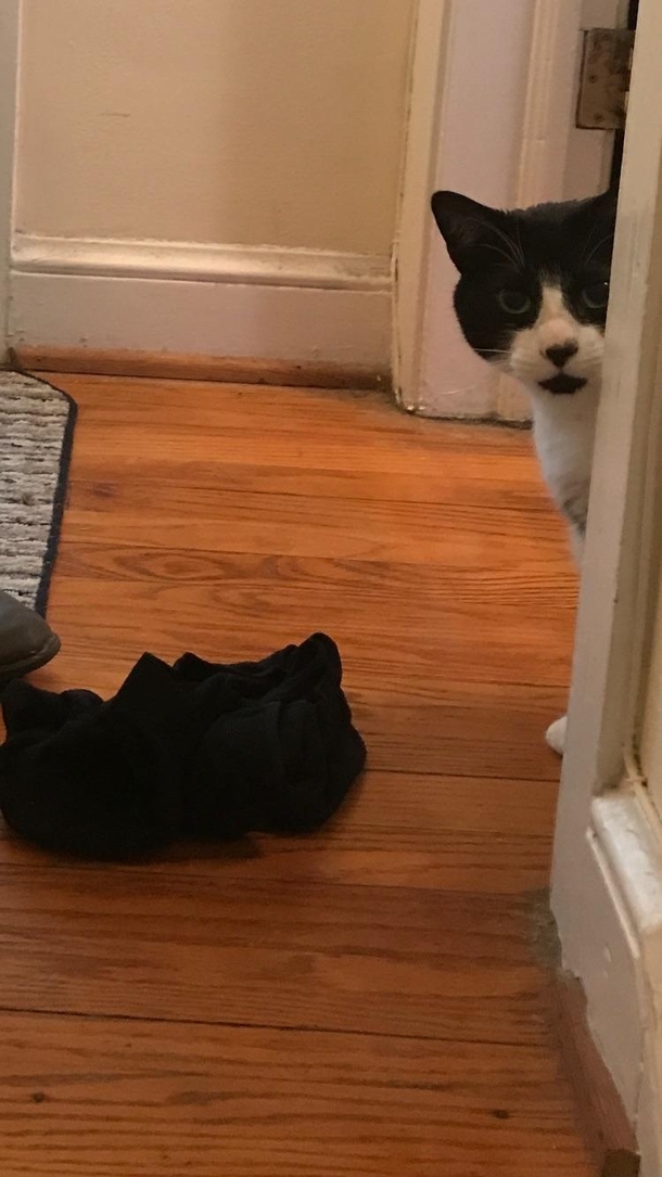 My cat keeps stealing my roommates shit to give to me as gifts today I received a sports bra