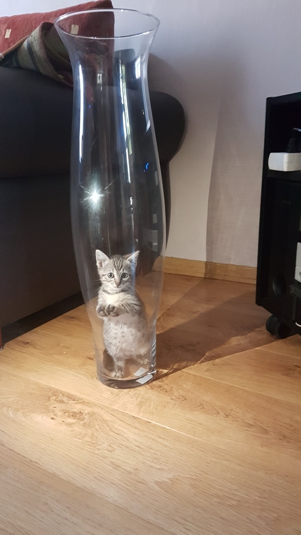 My cat successfully trapped itself