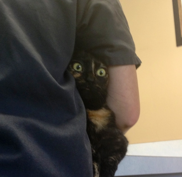 My cats face when the vet took her temperature