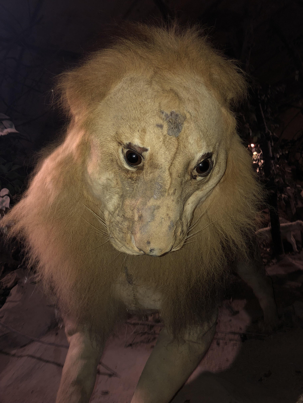 My cousin took me to a safari tour in the Philippines  years ago This is the saddest but funniest taxidermy Ive ever seen in my life