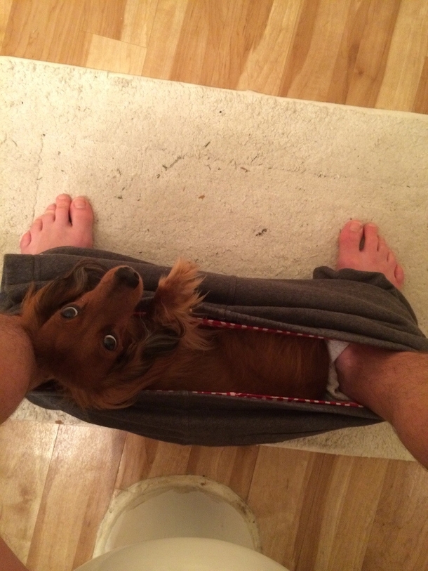 My dachshund sits here every morning while I sit on the toilet