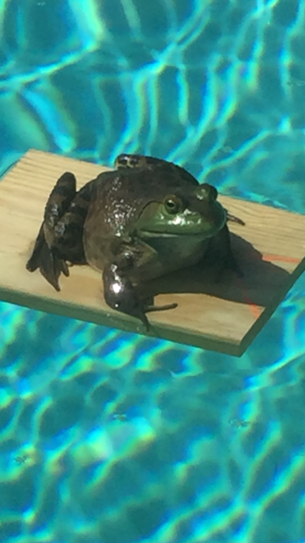 My Dad found a large toad in the pool then placed it on a small wooden raft and took a picture of it