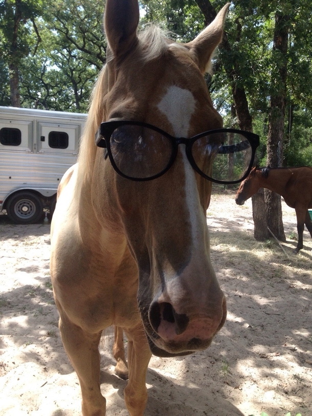 My dad just sent me this with the caption nerd horse lol