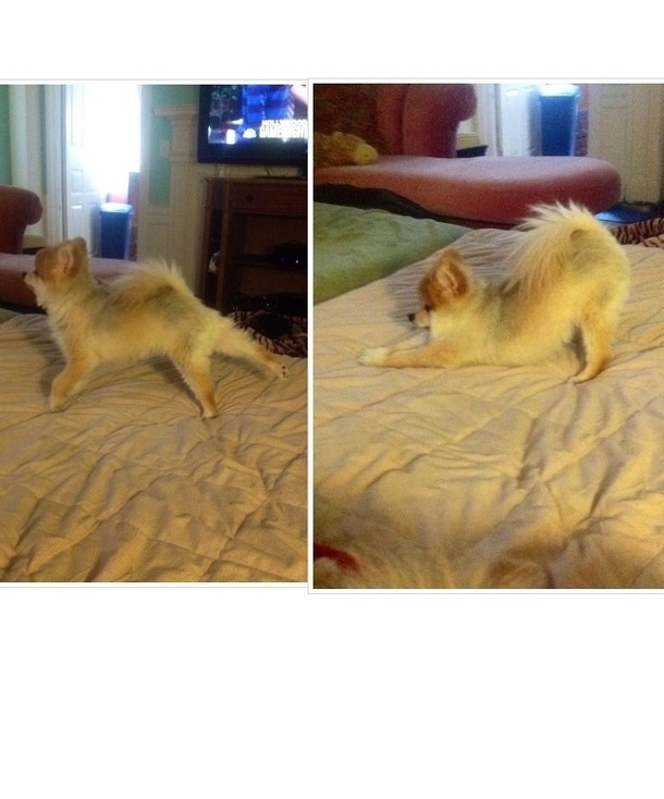 My dog does these two yoga stretches every morning he holds both positions for like  seconds