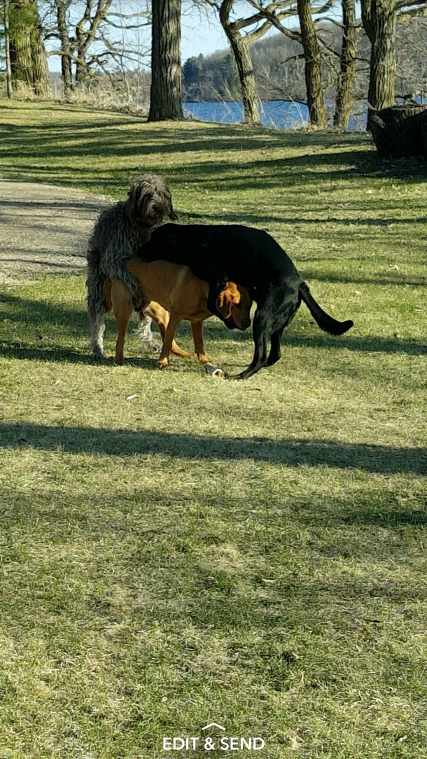 My dog getting Eiffel Towered at the park yesterday