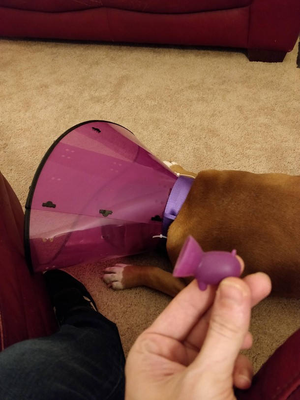 My dog has to have the cone of shame right now and I found this cell phone kickstand that looks like him