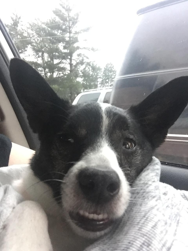 My dog high after dental cleaning