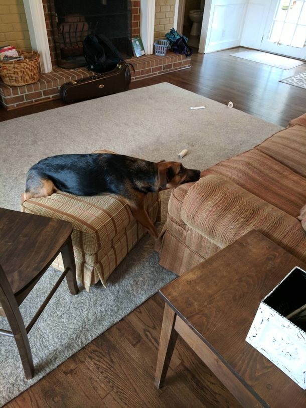 My dog isnt allowed on the couch This is his solution