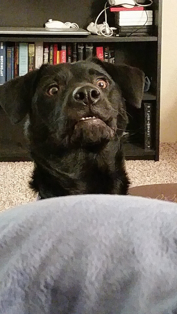 My dog sets her ball on my lap then gives me this face