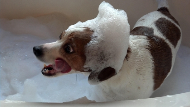 My dog viciously attacking her bubble bath