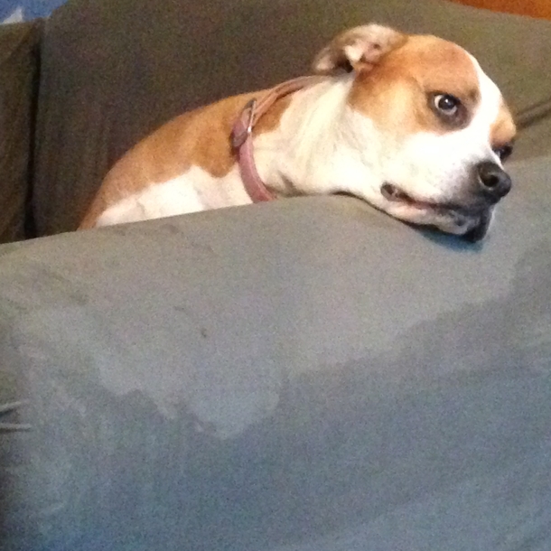 My dog wont get off the couch and looks like shes having an existential crisis