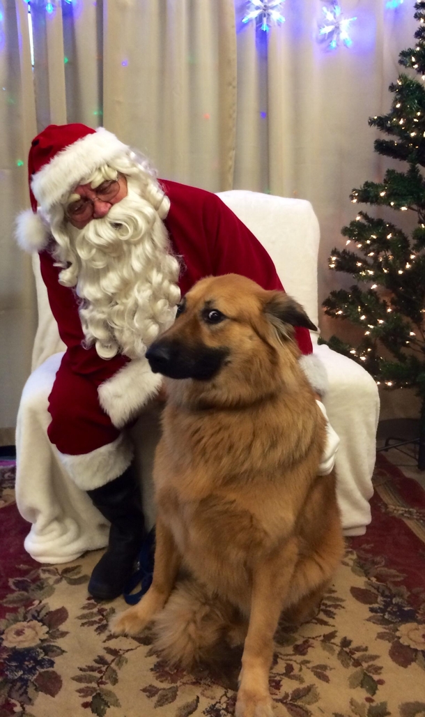 My dogs reaction to Santa photos last Christmas was priceless