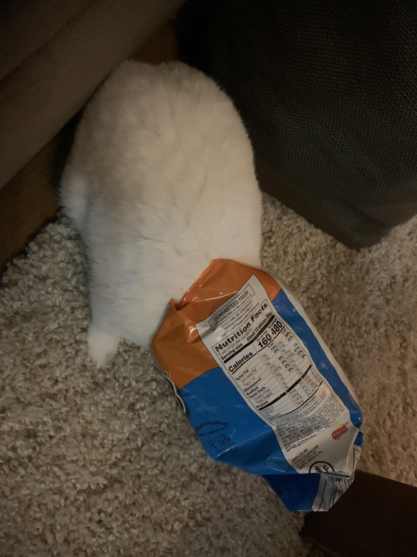 My dwarf rabbit found the cheetos