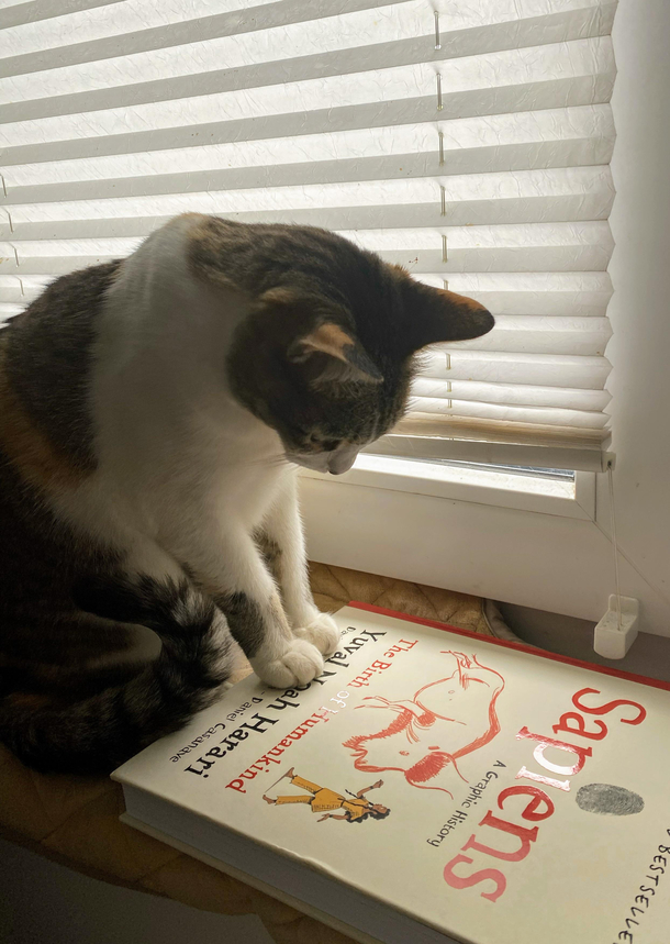 My Feline is curious about Sapiens